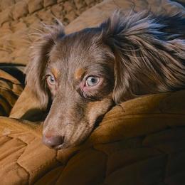 Birdie Jo - Chocolate and tan female Dachshund puppy in Fayetteville, Arkansas from Natural State Dachshunds