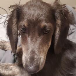 Flash - Dachshund