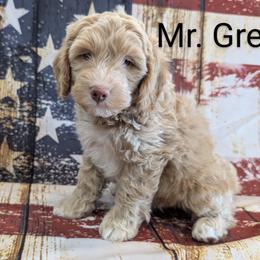 Goldendoodle, Golden Retriever, Labradoodle, and Labrador Retriever All Grown Up from Robertson's Retrievers and Doodles