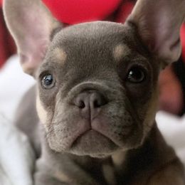 French Bulldogs from Cream of the Crop Frenchies