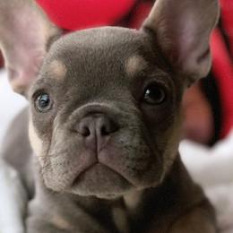 French Bulldogs from Cream of the Crop Frenchies