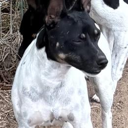 Sarina - Rat Terrier