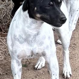 Sarina - Rat Terrier
