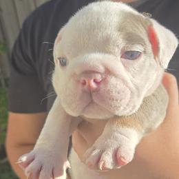 Sublime - Lilac tri-color male Bulldog puppy in Perris, California from Ohana_626_kennels