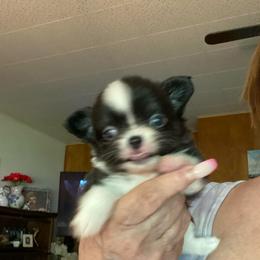 Monroe - Black and white female Chihuahua puppy in Red Bluff, California from Aye Chihuahua