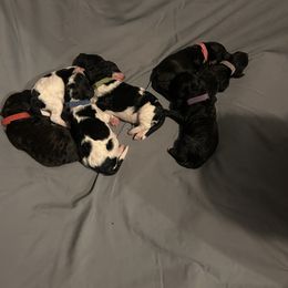 Poodle Puppies from KG Poodle Haus