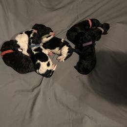 Poodle Puppies from KG Poodle Haus