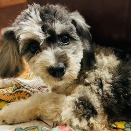Aussiedoodles from Bluesprings Miniature Aussiedoodles