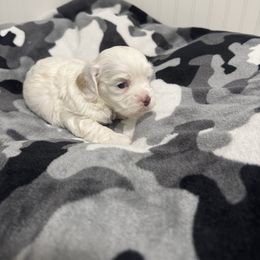 Jack - Buff male Cockapoo puppy in Paradise, Texas from 4W’s F2 Cockapoos