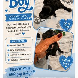 Doxipoo Boy - Black male Dachshund puppy in Michigan from Amberly's Dachshunds