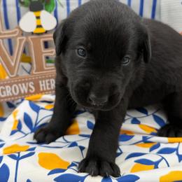 Pink - Black female Labrador Retriever puppy in Heath Springs, South Carolina from Rich Hill Retrievers