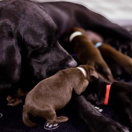 Labrador Retriever puppies from UC Labradors LLC