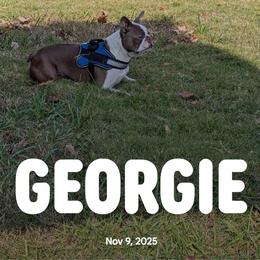 Georgie - Boston Terrier