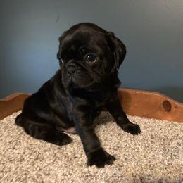 Smaller black male - Black male Pug puppy in Barry, Illinois from Tina’s Pugs