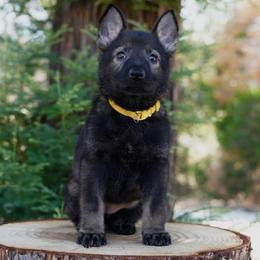 Cali - Sable female German Shepherd puppy in Coarsegold, California from Yosemite Shepherds