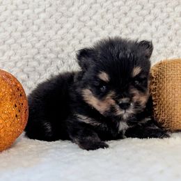 Tom - Black and tan male Pomeranian puppy in Comer, Georgia from HillTop Pomeranians ✨