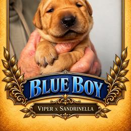 Dudley Boy - Yellow male Labrador Retriever puppy in Bend, Oregon from Stirpe Corleone Labradors