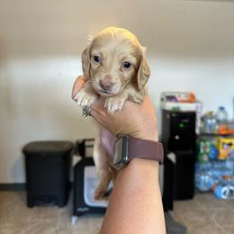 Girl 2 - Cream female Dachshund puppy in Las Animas, Colorado from J&D Dachsies
