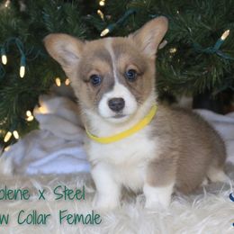 Yellow Female - Sable female Pembroke Welsh Corgi puppy in Wayne City, Illinois from Lash Livestock & Corgis
