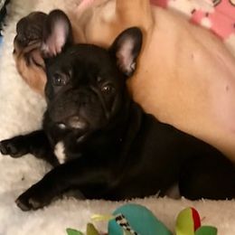 French Bulldog Puppies from BigStar French Bulldogs