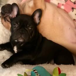 French Bulldog Puppies from BigStar French Bulldogs