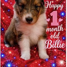 Billie - Sable and white female Collie puppy in Carencro, Louisiana from Cajun Bayou's Collies LLC