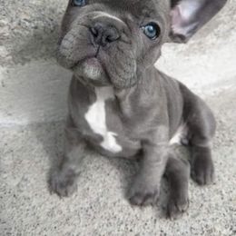French Bulldog Puppies from Kelly's Fabulous Frenchies
