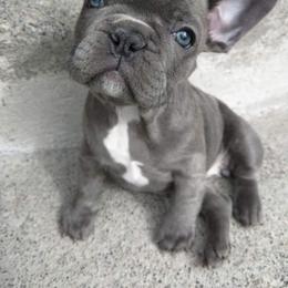 French Bulldog Puppies from Kelly's Fabulous Frenchies