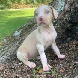 Green collar female - Red merle female Catahoula Leopard Dog puppy in Gadsden, Alabama from Rich Cat’s