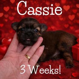 Cassie - Gold female Shih Tzu puppy in Hayden, Idaho from Phoenix Shih Tzu