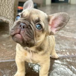 Biscotti with OFA parents - Fawn and white female French Bulldog puppy in Billings, Montana from Yellowstone Frenchies