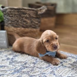 AKC Meet Red :) - Red male Dachshund puppy in Centerville, Iowa from Barnyard Dachshunds, Dals & Doodles