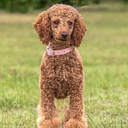 Ladybug - Poodle