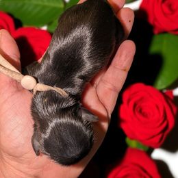 Kaley - Black female Shih Tzu puppy in Claxton, Georgia from Small Pawz Kennel