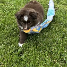 Ruby - Red tri female Miniature Australian Shepherd puppy in Molalla, Oregon from Yaw's Mini Aussies