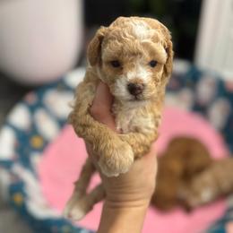 Girl 1 - Apricot female Poodle puppy in Herriman, Utah from Gypsi Doodles & Poodles LLC.