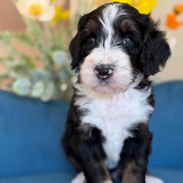 Gigi - Tri-color female Bernedoodle puppy in Yuciapa, California from AlltheDoodlez_