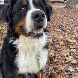 Ruger - Bernese Mountain Dog