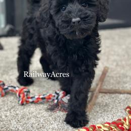 Gwen - Black female Goldendoodle puppy in Milford, Indiana from Railway Acres Kennel