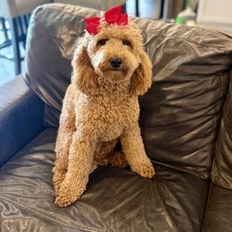 Luna - Goldendoodle