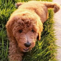Goldendoodles and Labradoodles from Dreamy Doodles