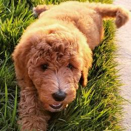 Goldendoodles and Labradoodles from Dreamy Doodles