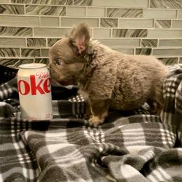 Jo Jo Bean - Blue male French Bulldog puppy in Las Vegas, Nevada from Let it Ride Bulldogs