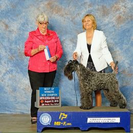 Kerry Blue Terrier All Grown Up from Lindmar Kerry Blue Terriers