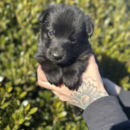 Boy 3 - Black male German Shepherd puppy in Warwick, Rhode Island from Karma Kennels
