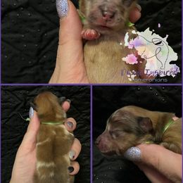Green - Chocolate merle female Pomeranian puppy in Terre Haute, Indiana from Divine Inspired Poms
