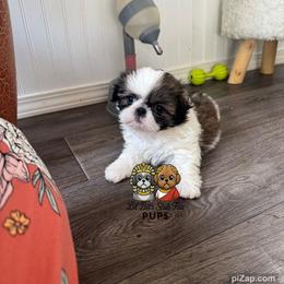 Skip - Tricolor male Shih Tzu puppy in Walkertown, North Carolina from Lil’ Bit’s Shih Tzu