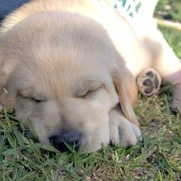 Labrador Retriever Puppies from A Lucky Pup / Isenmann Retrievers
