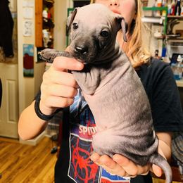 American Hairless Terrier Puppies from Gold Rush Kennels