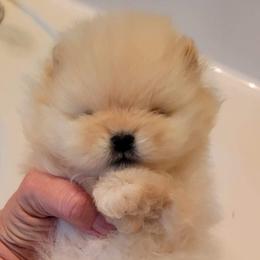 Pomeranian Puppies from Halo Poms